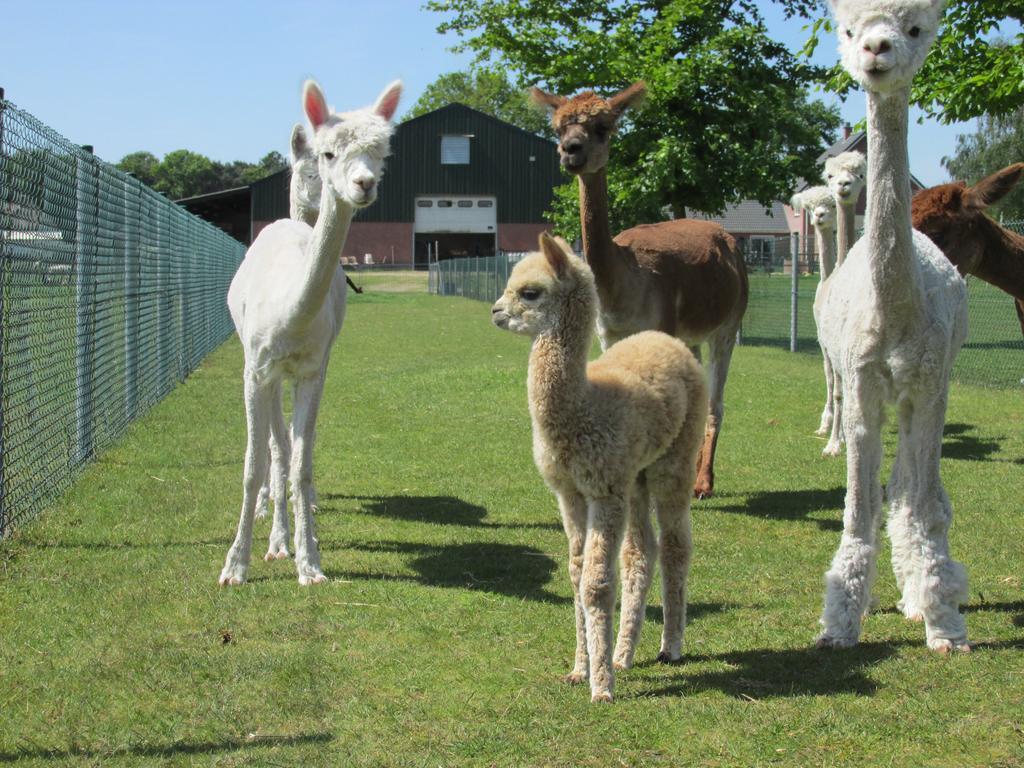 BocholtDe Alpacaboerderijアパートメント エクステリア 写真